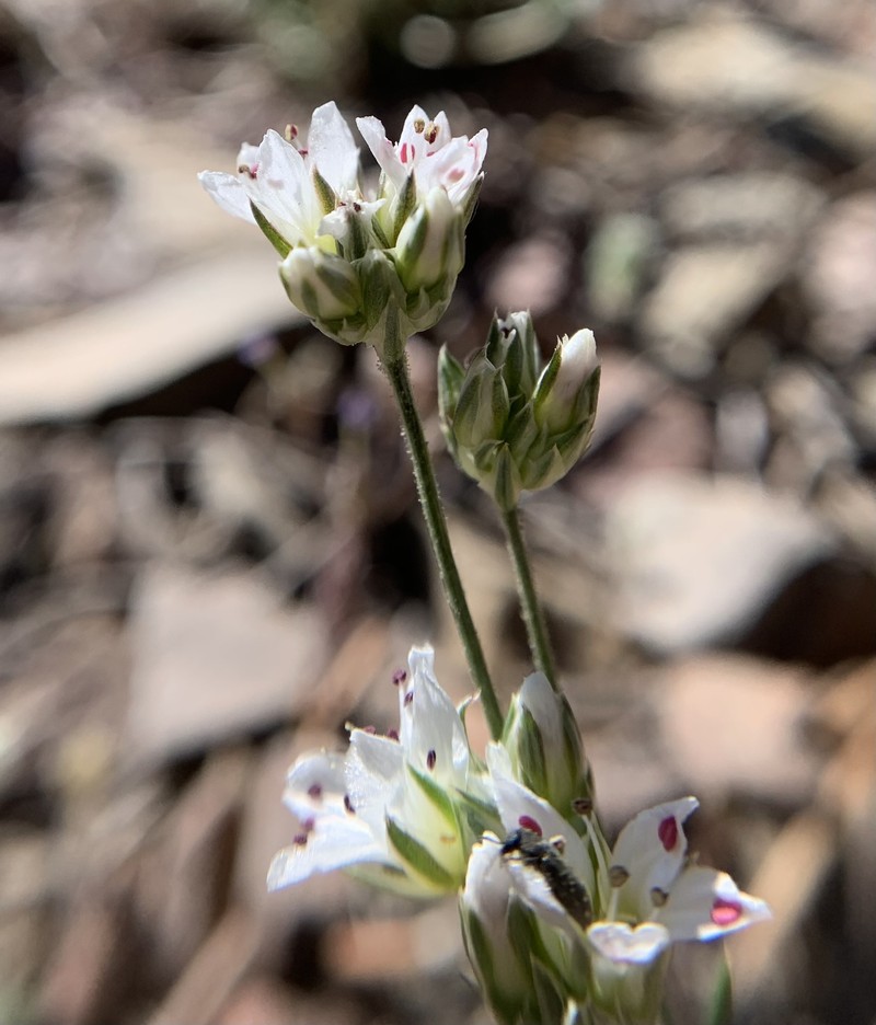 Eremogone congesta var. charlestonensis photo 2