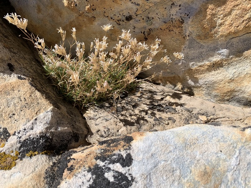 Eremogone congesta var. charlestonensis photo 3