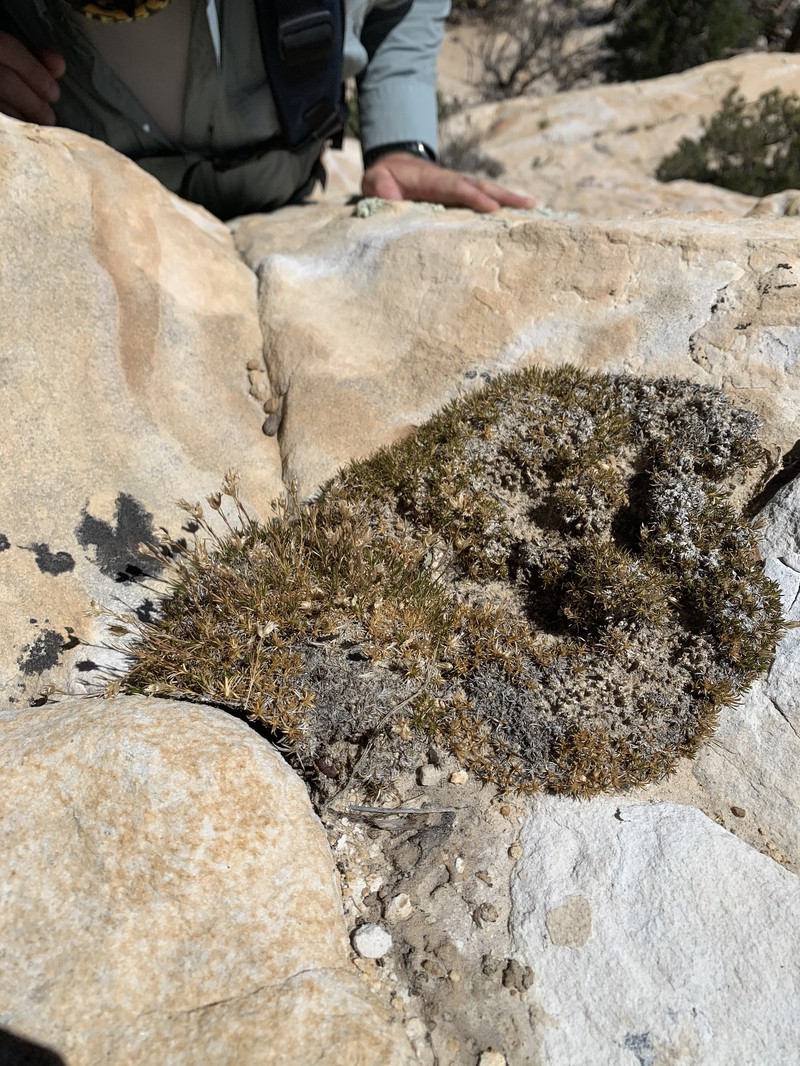 Eremogone congesta var. charlestonensis photo 4