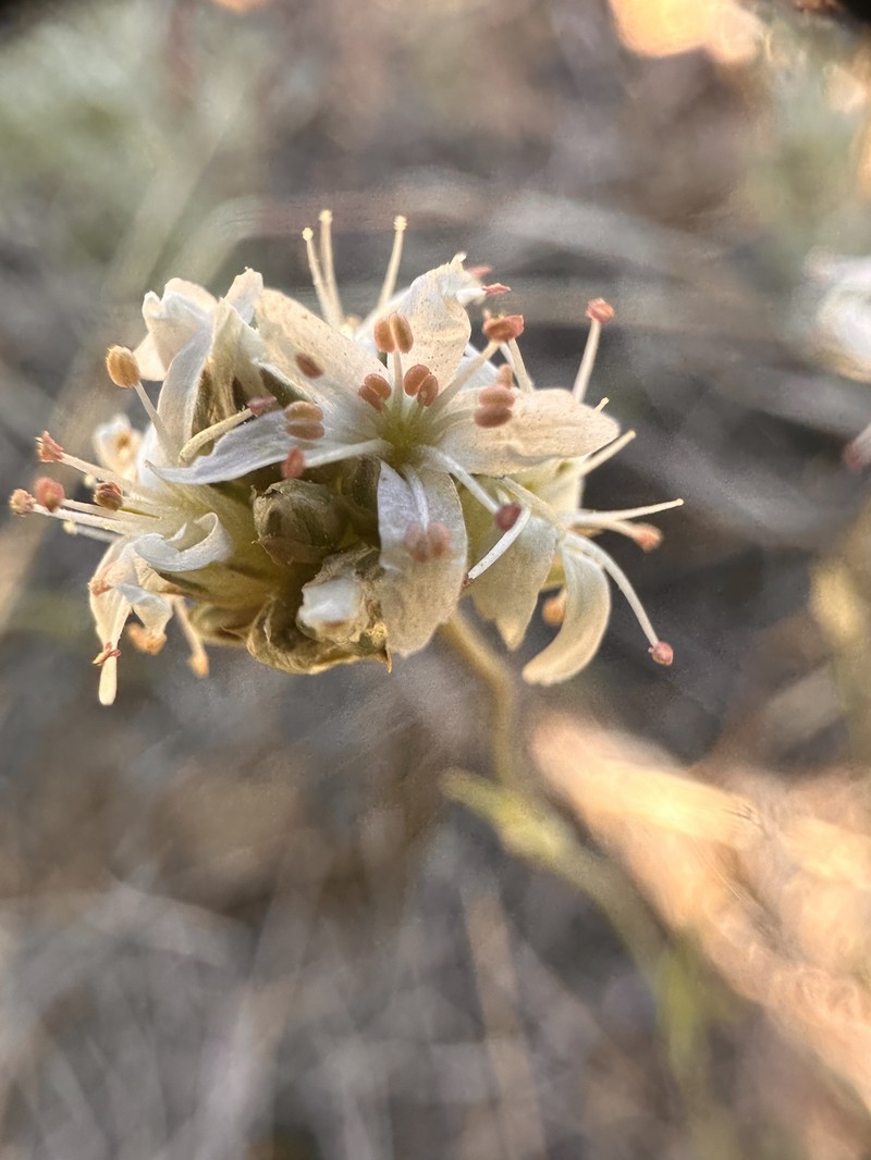 Eremogone congesta var. congesta