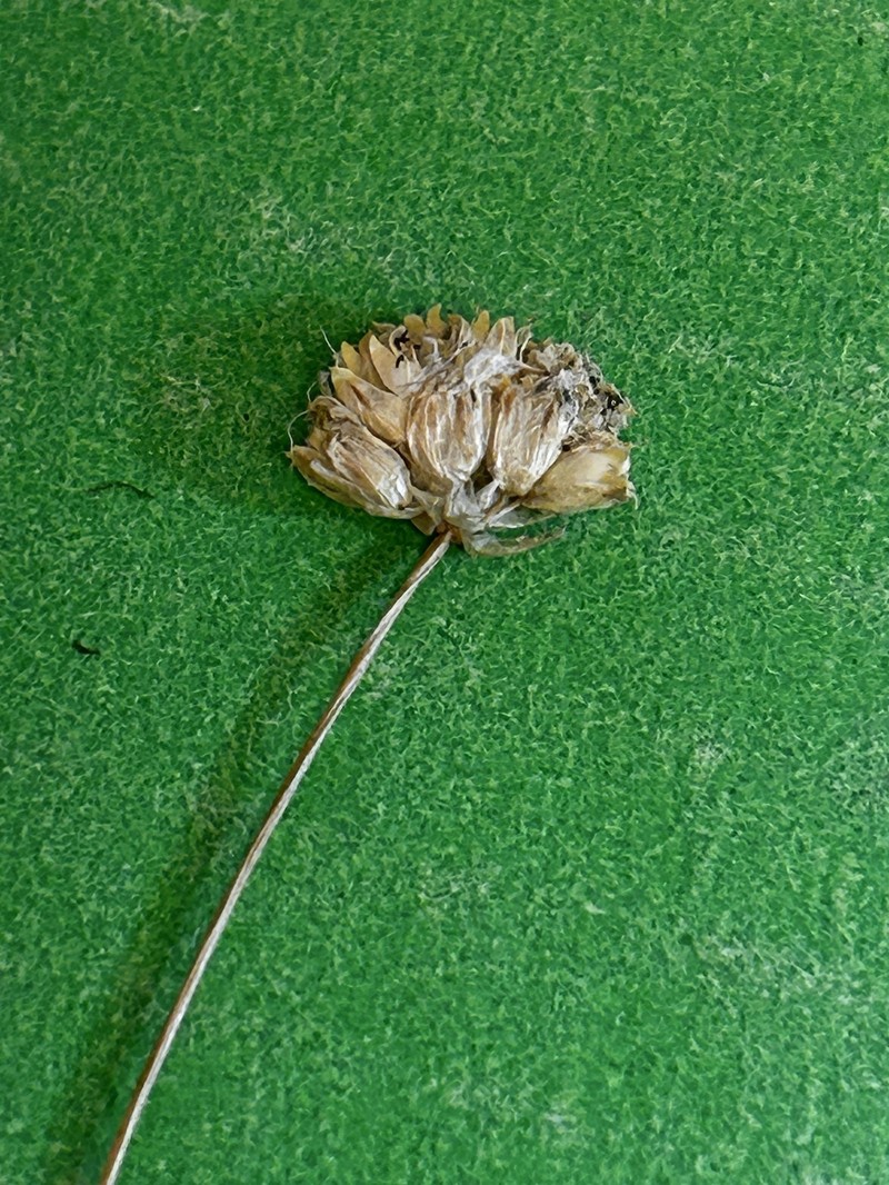 Eremogone congesta var. congesta photo 3