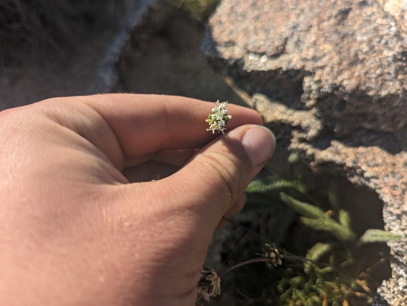 Eremogone congesta var. crassula