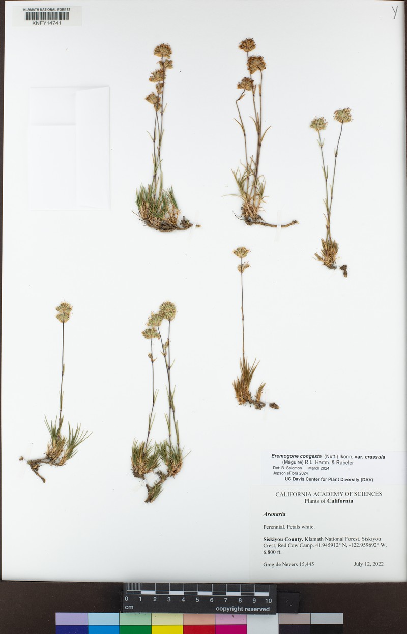 Eremogone congesta var. crassula photo 2