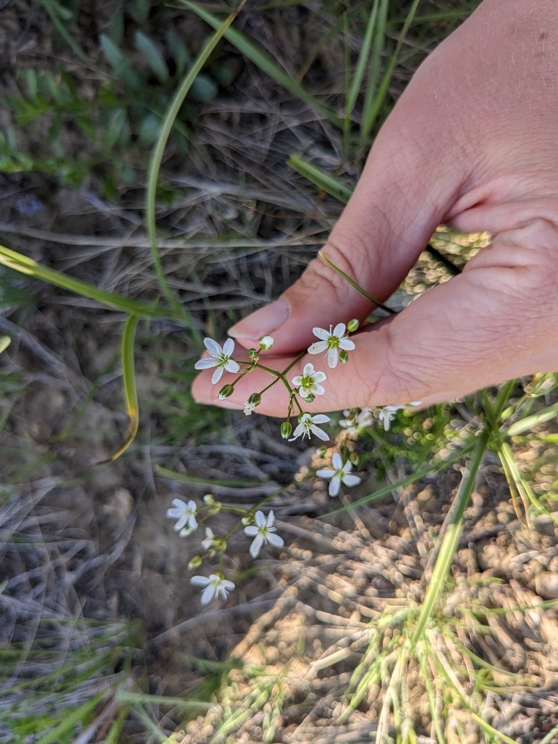 Eremogone congesta var. lithophila