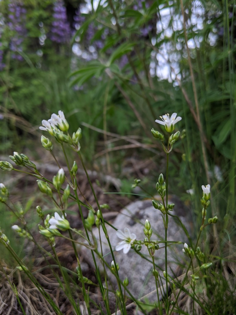 Eremogone congesta var. lithophila photo 2