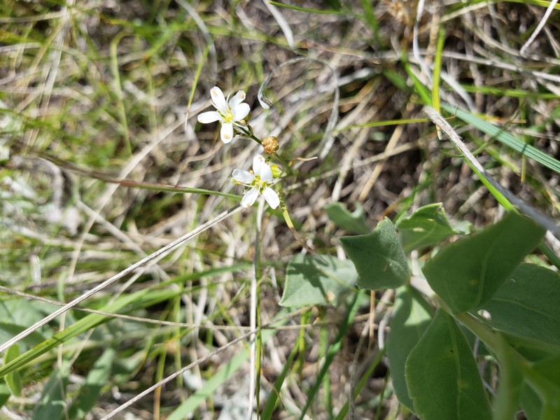 Eremogone congesta var. lithophila photo 4