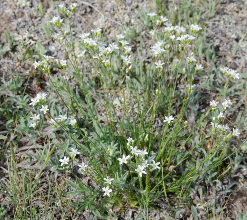 Eremogone congesta var. lithophila photo 6