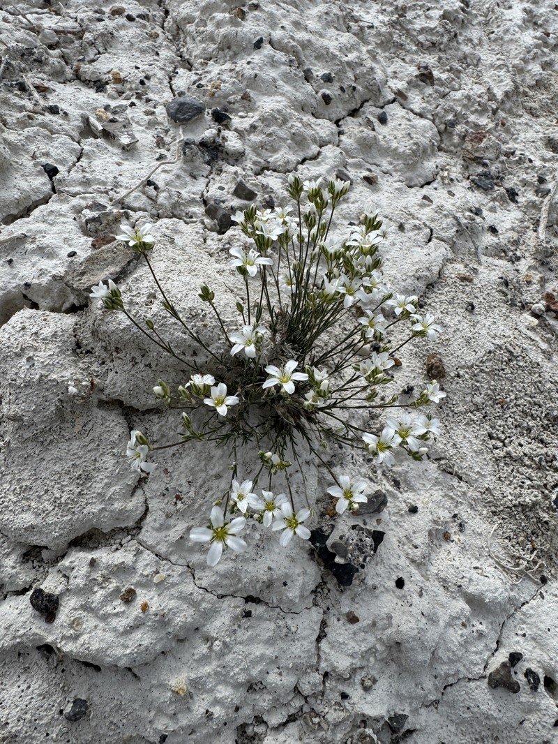 Eremogone congesta var. prolifera