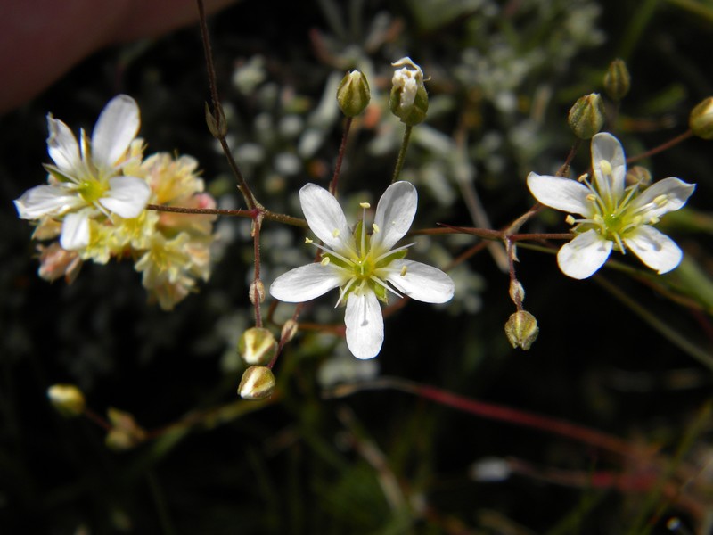 Eremogone congesta var. prolifera photo 3