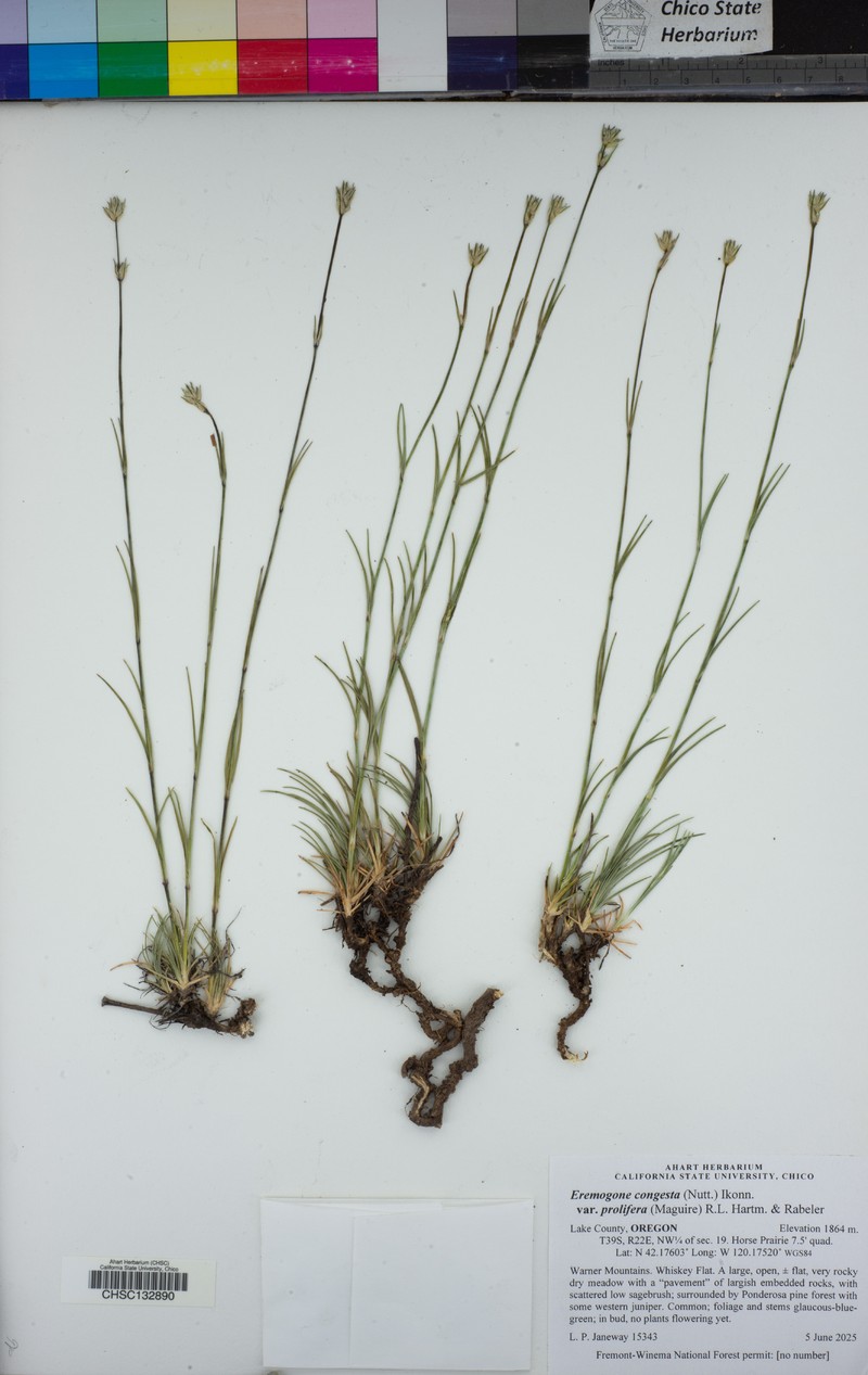 Eremogone congesta var. prolifera photo 4