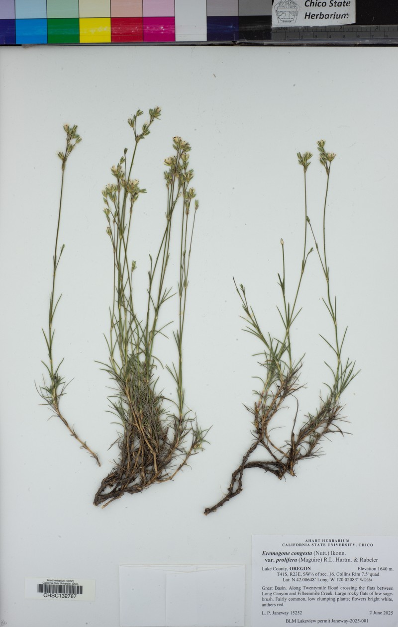 Eremogone congesta var. prolifera photo 5