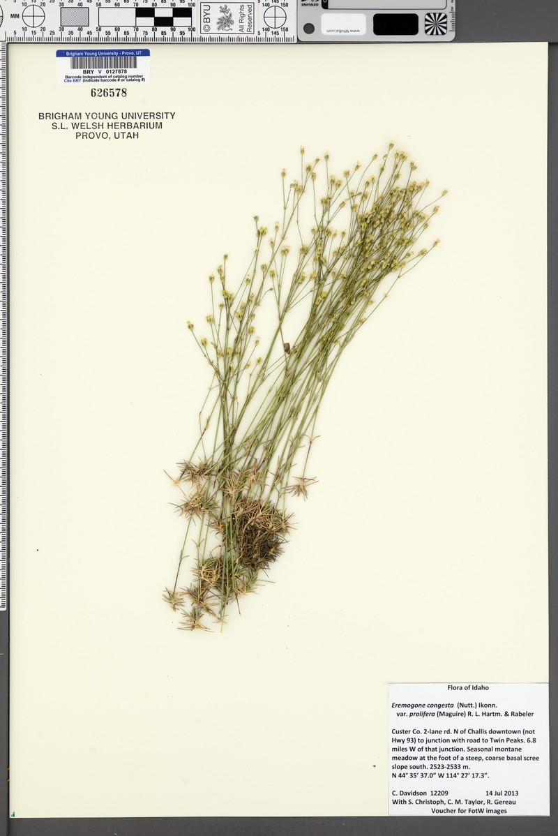 Eremogone congesta var. prolifera photo 6