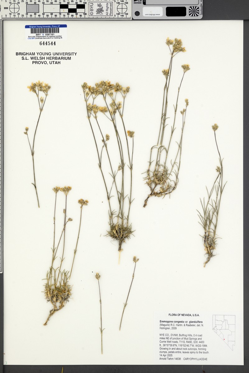 Eremogone congesta var. prolifera photo 7