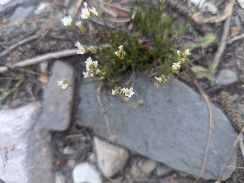 Eremogone congesta var. simulans