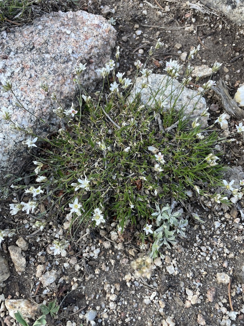 Eremogone congesta var. simulans photo 2