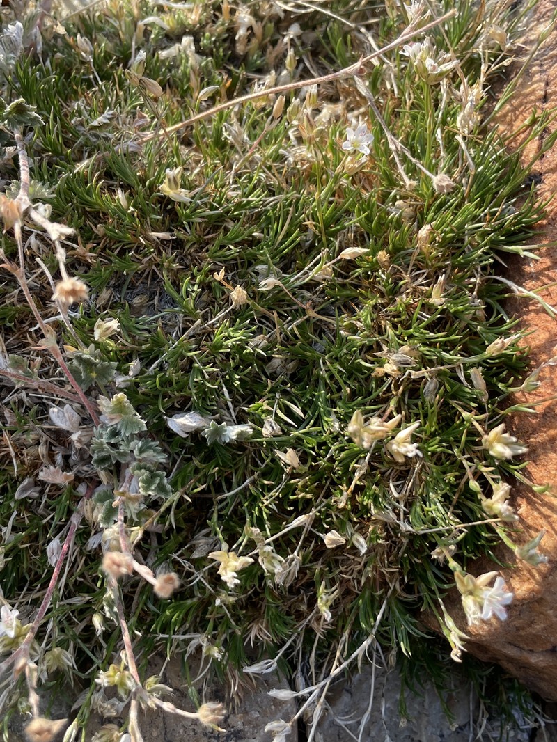 Eremogone congesta var. simulans photo 4