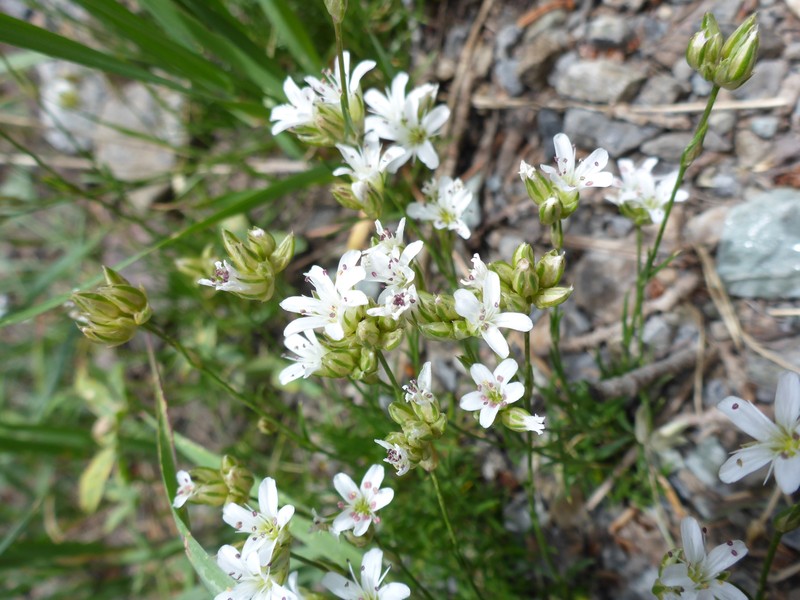 Eremogone congesta var. simulans photo 5