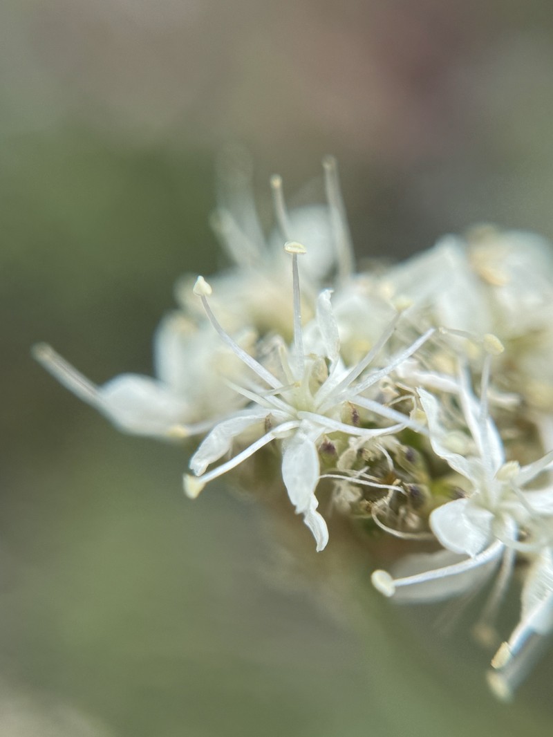 Eremogone congesta var. suffrutescens