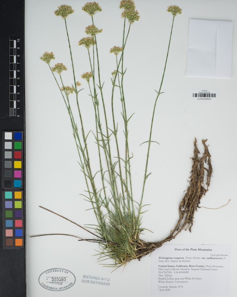 Eremogone congesta var. suffrutescens photo 2