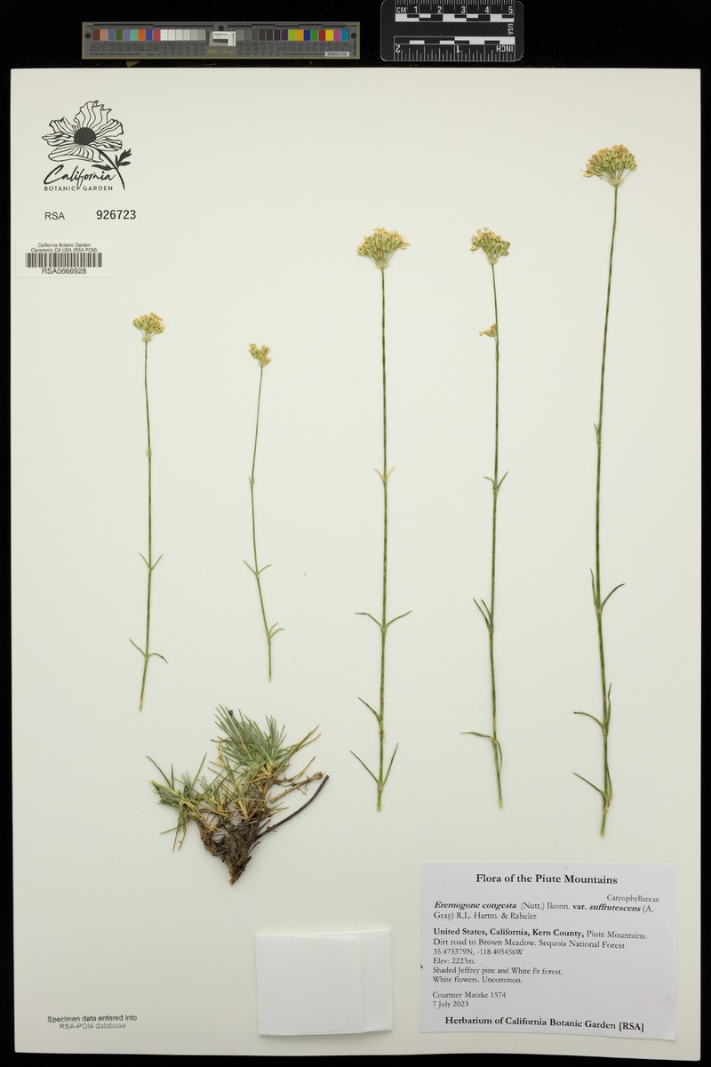 Eremogone congesta var. suffrutescens photo 3