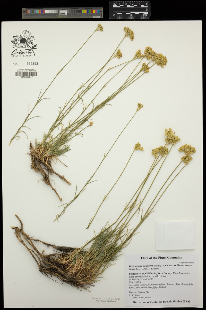 Eremogone congesta var. suffrutescens photo 4