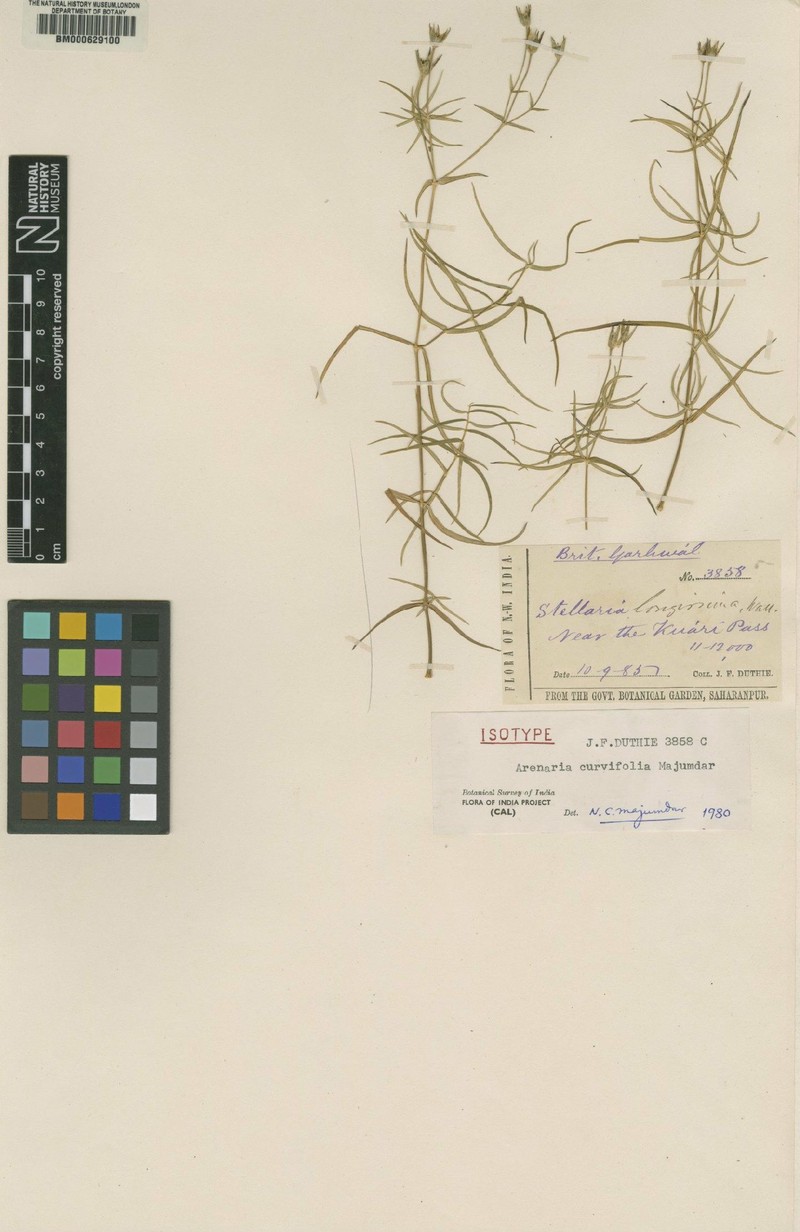 Eremogone curvifolia