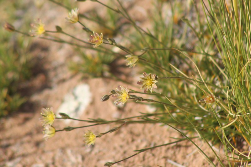 Eastwood's Sandwort