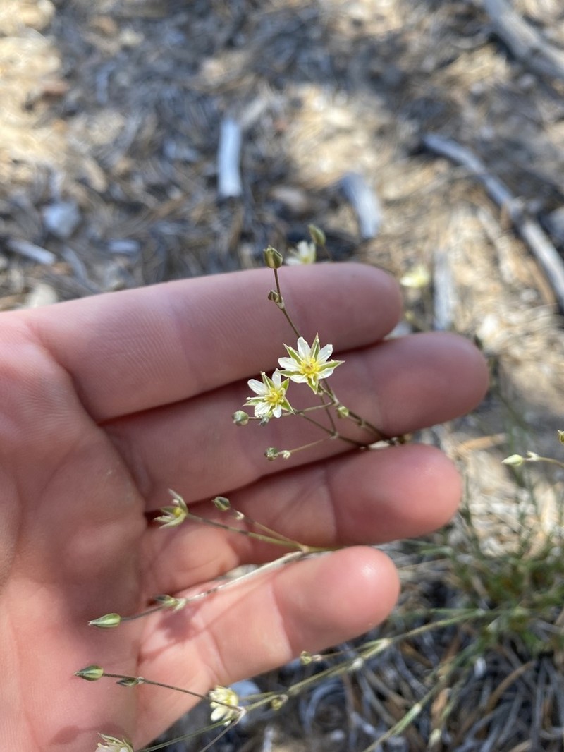 Eastwood's Sandwort photo 2