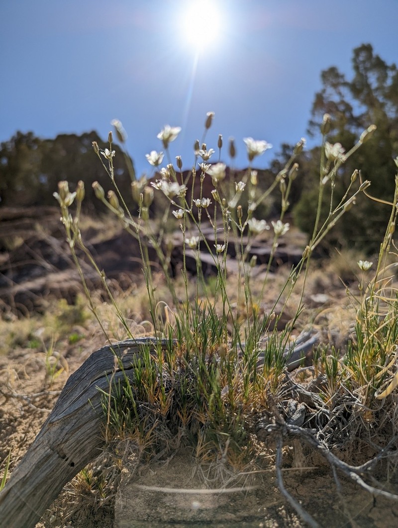 Eastwood's Sandwort photo 3