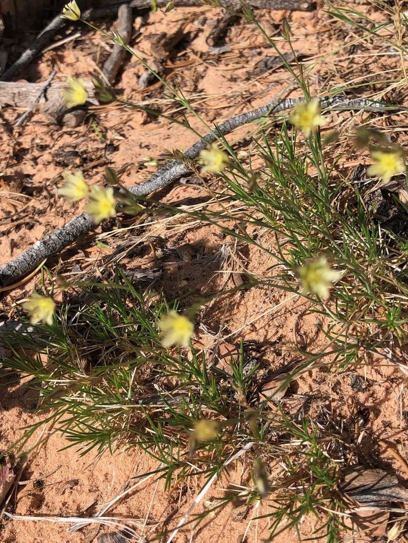 Eastwood's Sandwort photo 4
