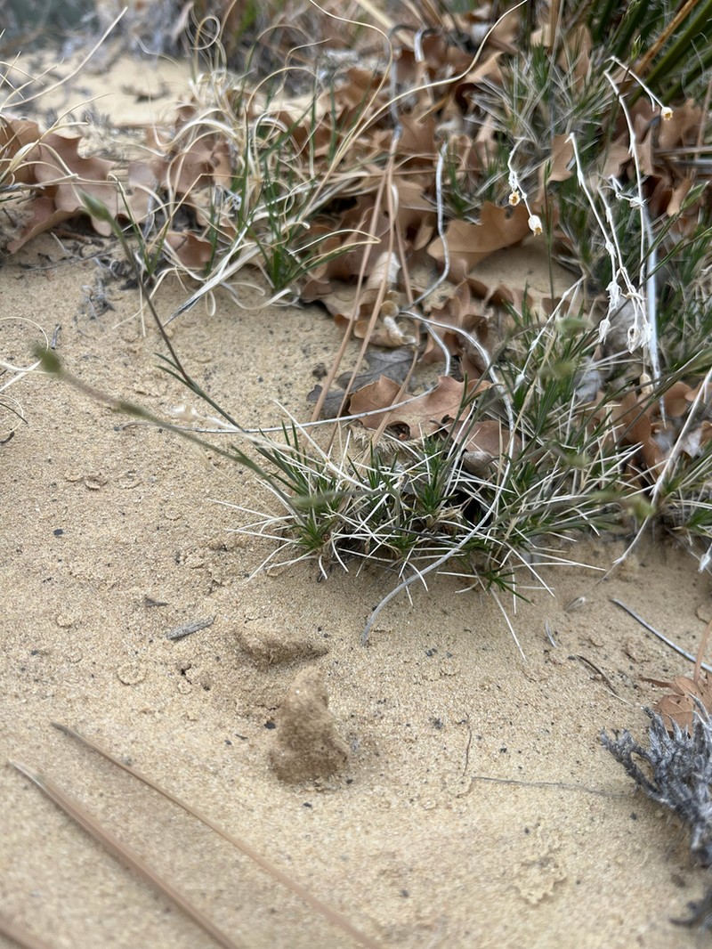 Eastwood's Sandwort photo 5