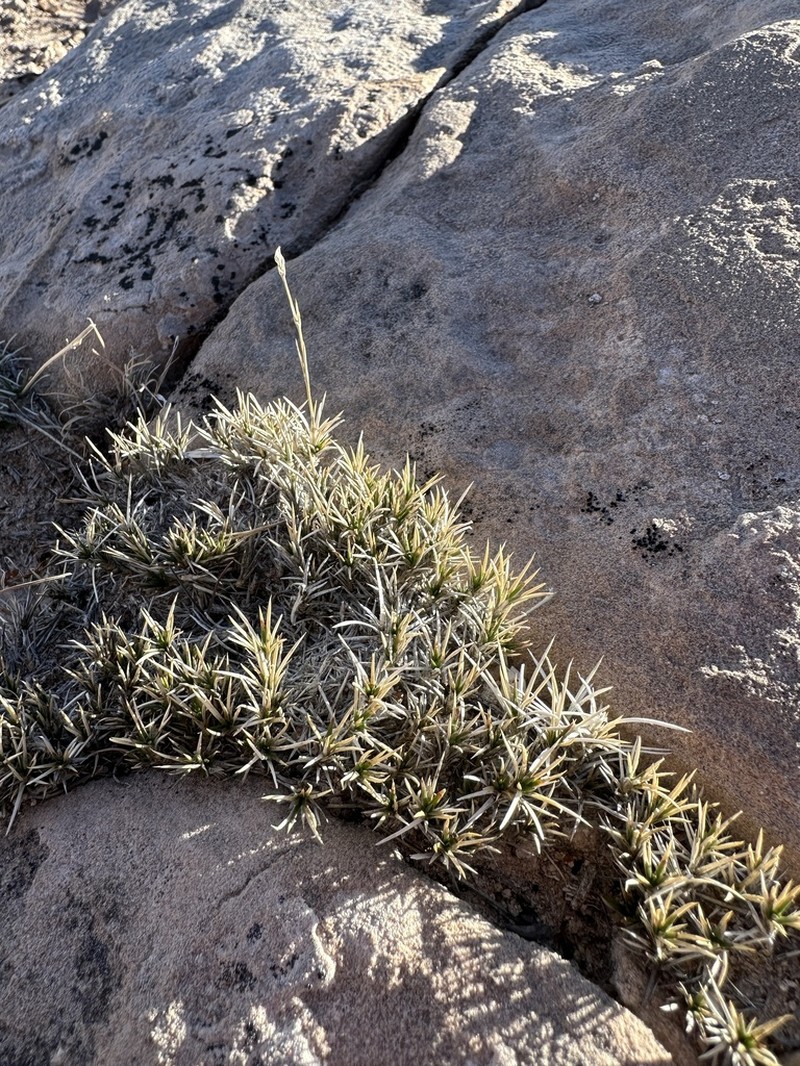 Eastwood's Sandwort photo 6
