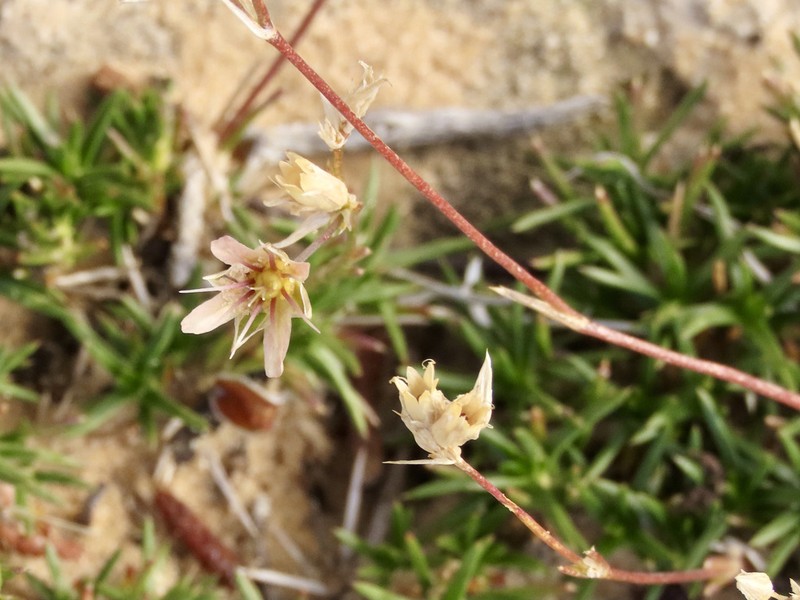Eastwood's Sandwort photo 7