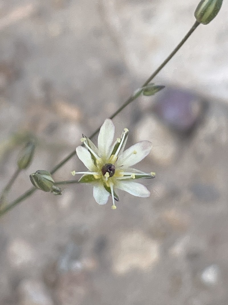 Eastwood's Sandwort photo 8