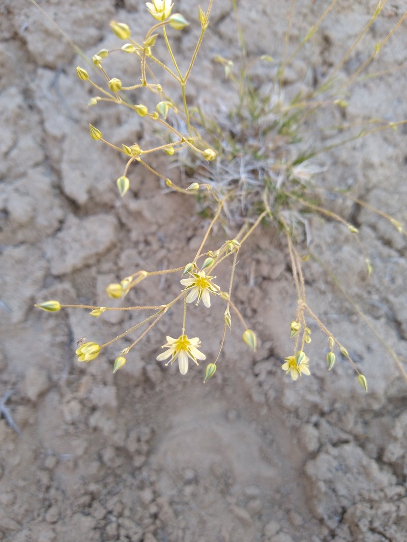Eremogone eastwoodiae var. adenophora