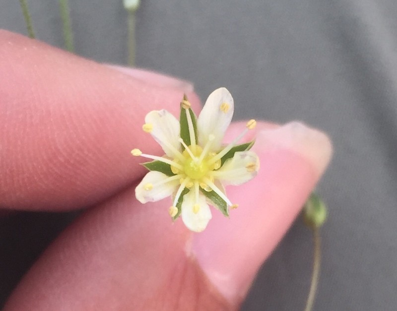 Eremogone eastwoodiae var. adenophora photo 2
