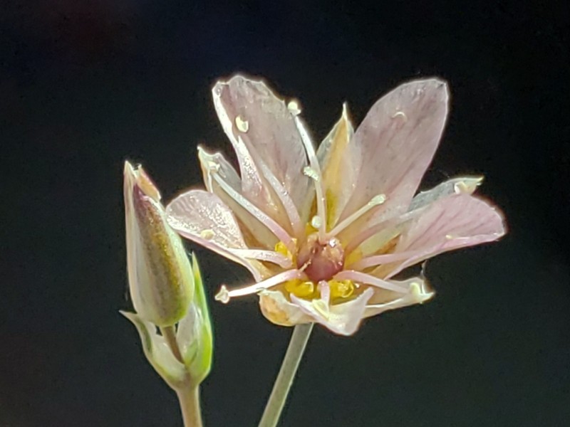 Eremogone eastwoodiae var. adenophora photo 3