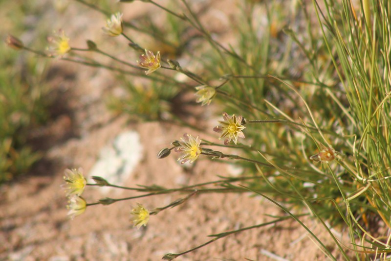 Eremogone eastwoodiae var. adenophora photo 4