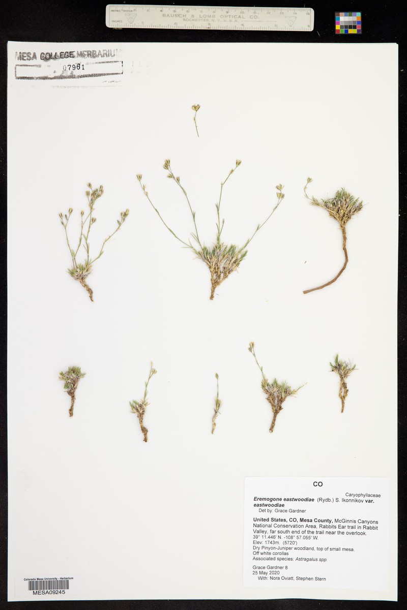 Eremogone eastwoodiae var. eastwoodiae photo 4