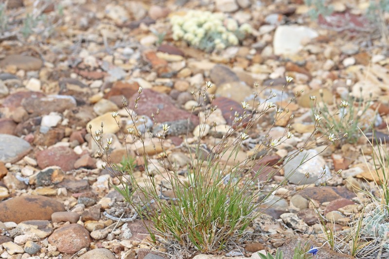 Eremogone eastwoodiae var. eastwoodiae photo 2