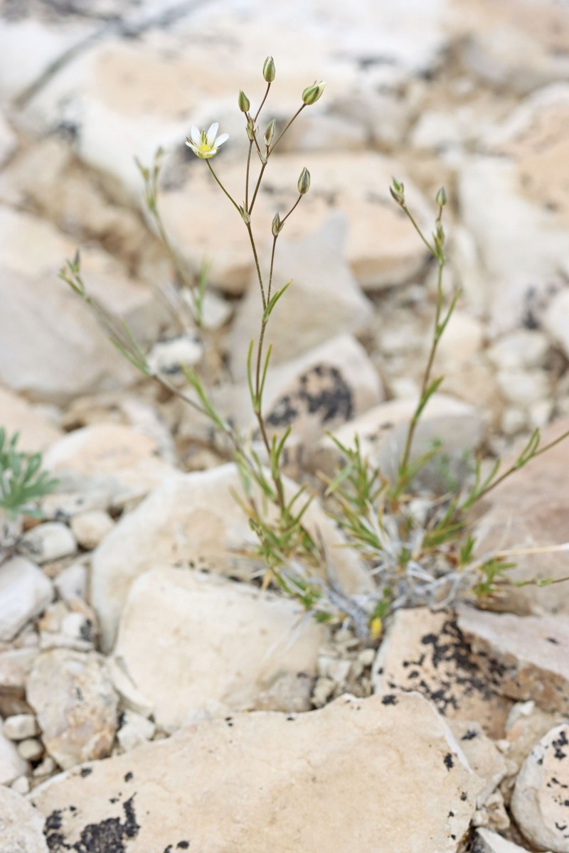 Eremogone eastwoodiae var. eastwoodiae photo 3
