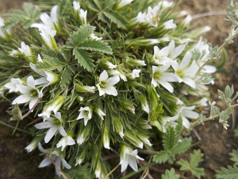Eremogone edgeworthiana