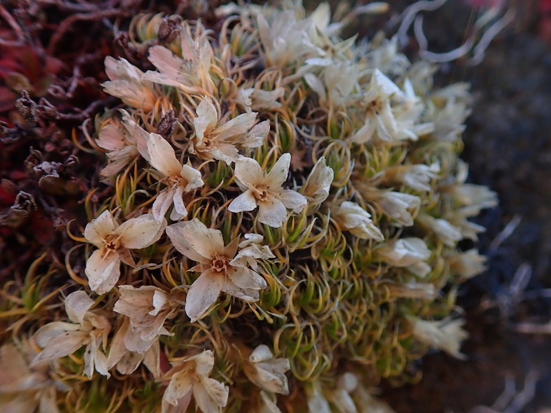 Eremogone edgeworthiana photo 2