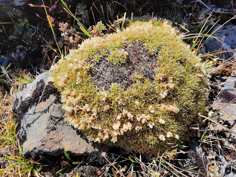 Eremogone edgeworthiana photo 3