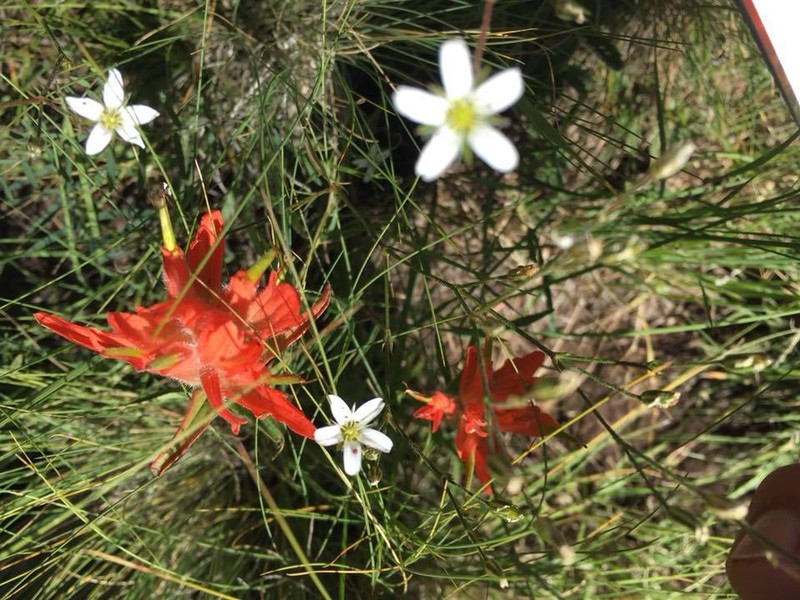 Fendler's Sandwort