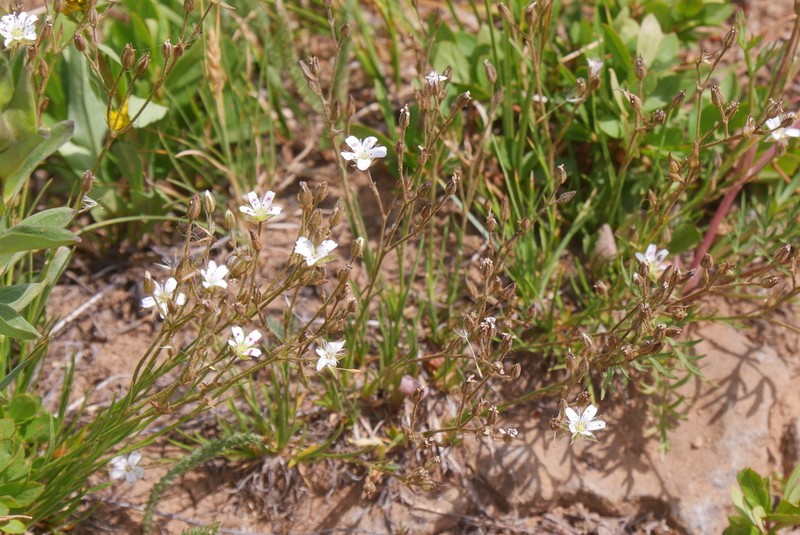 Fendler's Sandwort photo 2