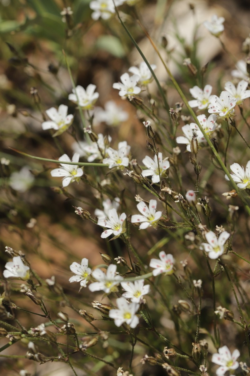 Fendler's Sandwort photo 3