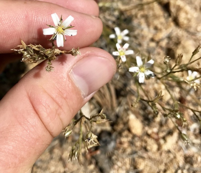 Fendler's Sandwort photo 4
