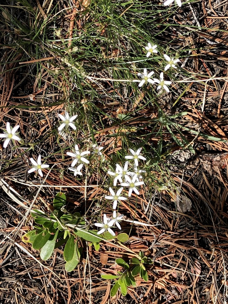 Fendler's Sandwort photo 5