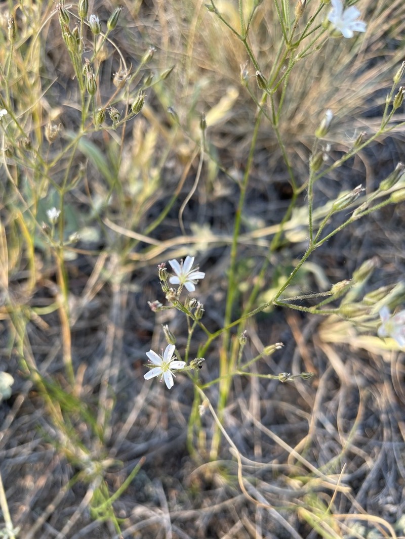 Fendler's Sandwort photo 6